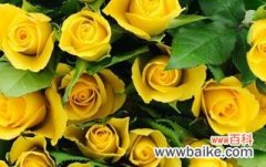 探寻黄玫瑰花的象征意义和文化背景 黄玫瑰花的代表寓意