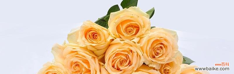 探寻黄玫瑰背后的情感寓意 黄玫瑰的真正花语