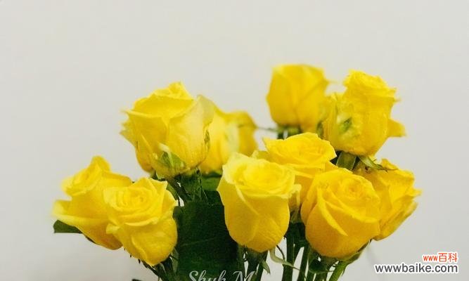 探寻黄玫瑰背后的情感寓意 黄玫瑰的真正花语