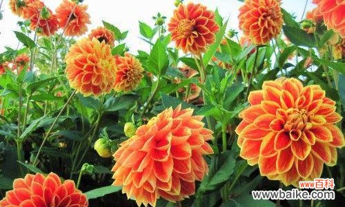 传递重逢的美好祝福 重逢的花语