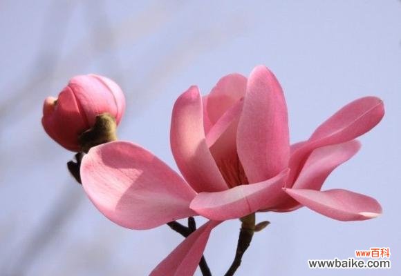 以友谊的花为媒 友谊之花