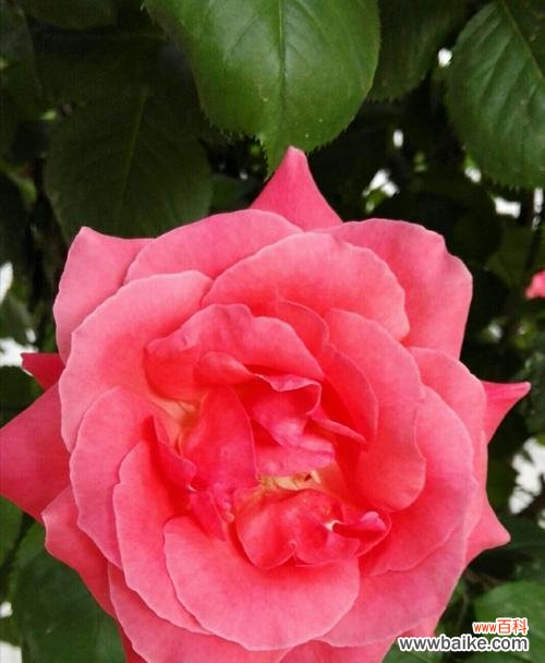 以花语表达友谊 友谊长存的花——传递友谊与温暖的使者