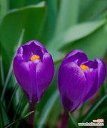 以花语表达离别之情 花语告别