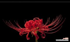 以花为媒介的宽恕与和解 花语传递的原谅之心