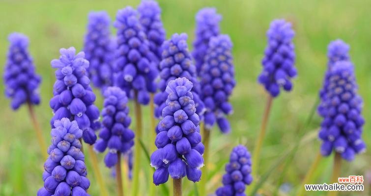 自负花的傲慢与骄纵 傲慢之花