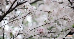 花开有度 自律之花