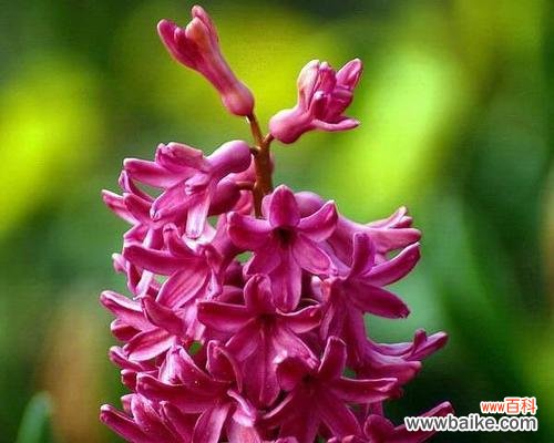 探寻自信之源 自信的花