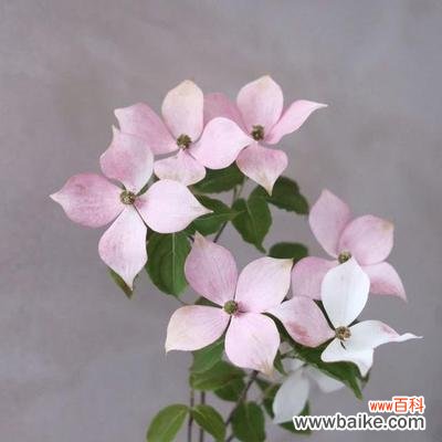 探索自由之花的花语和象征意义 自由之花