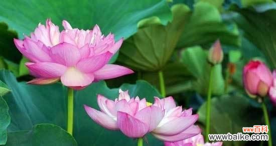 传递尊敬与感激之情的花卉语言 尊敬师长的花花语——向师长致敬