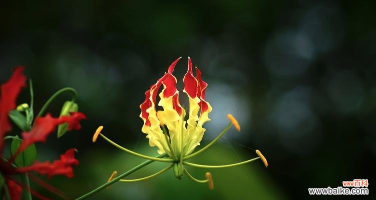 以表示尊重的花花语传递真诚与关怀 花开尊重，滋养心灵