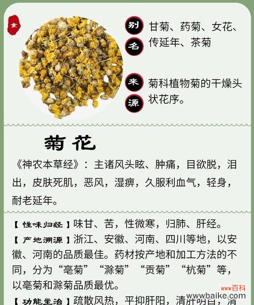 紫菊花的花语含义有哪些?