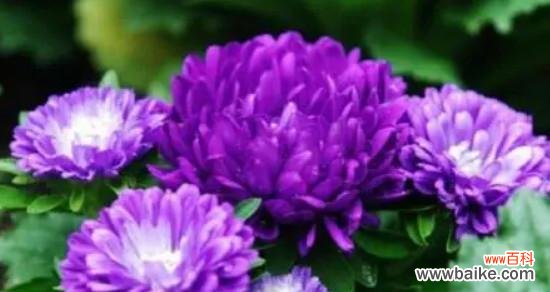 绿化带紫色花的花语是什么?