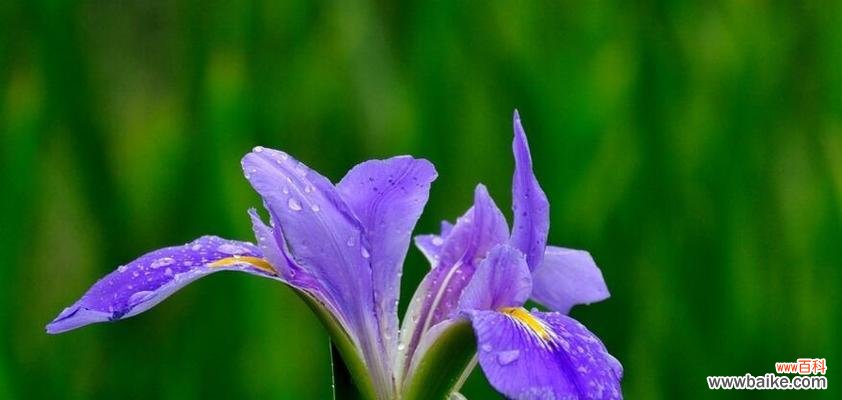 紫色燕尾花的寓意和花语是什么?