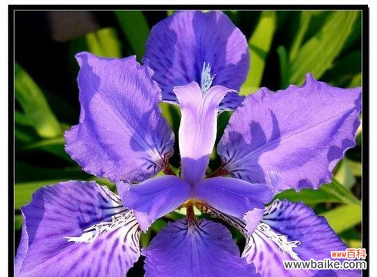 紫色燕尾花的寓意和花语是什么?