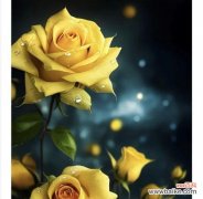 泡泡的花语有何寓意？它在花语中代表什么？