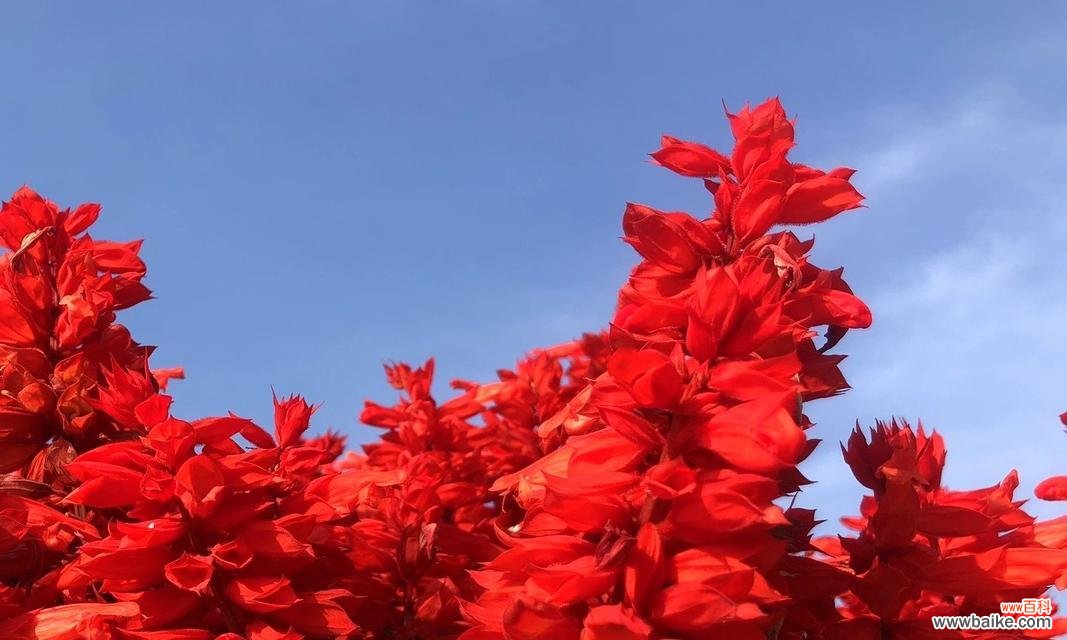 精力充沛通常用哪种花语来表达？