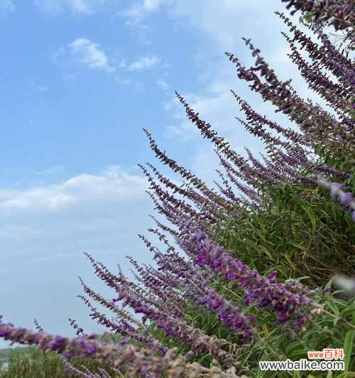 精力充沛通常用哪种花语来表达？