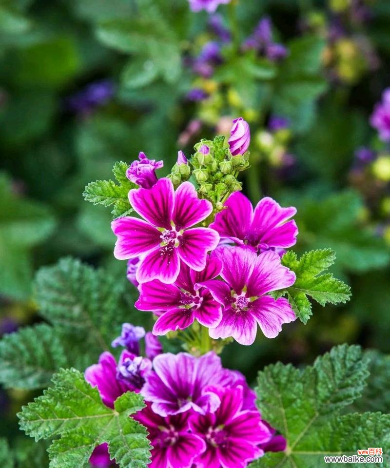 哪种花代表独一无二的爱？