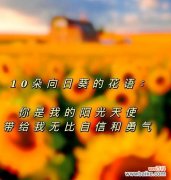 讲台送的花语有何特别含义？它在教育场合代表什么？