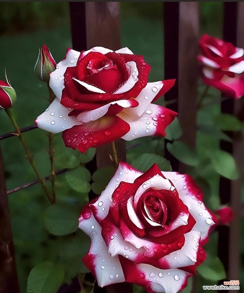 双生花的花语有何含义?双生花代表什么?