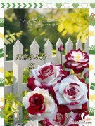 双生花的花语有何含义？双生花代表什么？