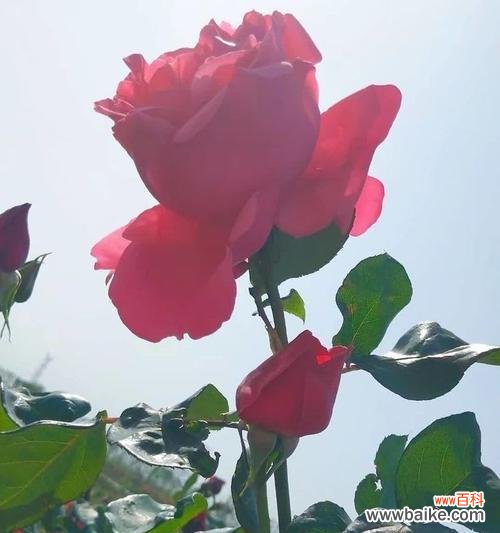 独行的花语代表什么意义?