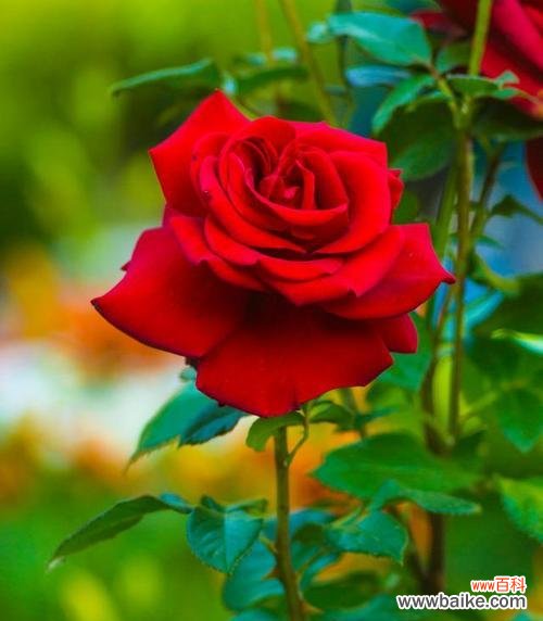 红玫瑰象征爱情的花语是什么?