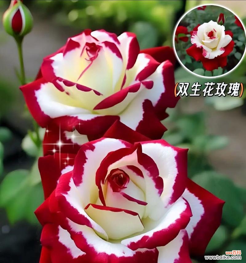 蒲公英与双生花的花语分别是什么?