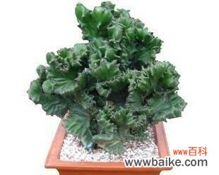 青铁植物的花语有何独特之处?