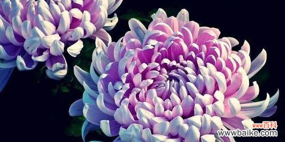 青铁植物的花语有何独特之处?