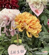 古刹金刚菊象征着什么？