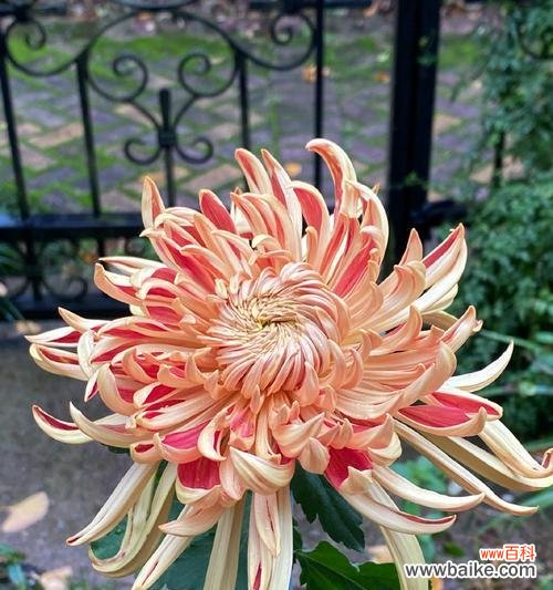 古刹金刚菊象征着什么？