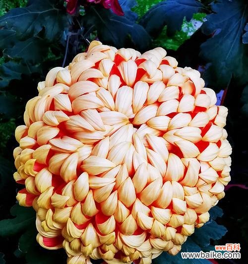 古刹金刚菊象征着什么？