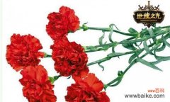 温暖、友善、感激、欢乐的黄色康乃馨 黄色康乃馨的花语及含义