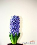 探寻黄色风信子的花语，感受它带来的阳光般的温暖与欢乐 黄色风信子的花语