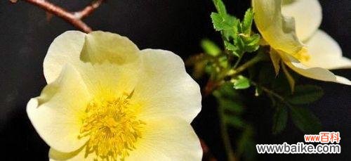 揭开黄蔷薇的神秘面纱,解读其独特寓意 黄蔷薇花语与其代表意义