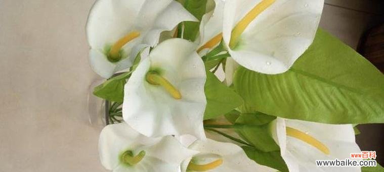 探寻黄色马蹄莲的意义,传达希望和温暖的信息 马蹄莲花之黄色花语传递的美丽与希望