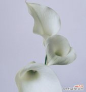 探寻黄色马蹄莲的意义，传达希望和温暖的信息 马蹄莲花之黄色花语传递的美丽与希望