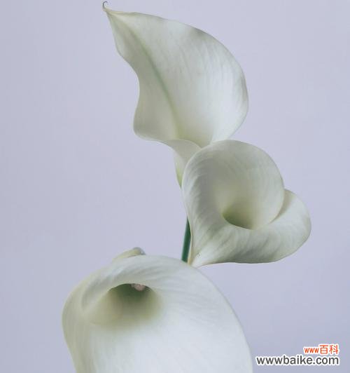 探寻黄色马蹄莲的意义,传达希望和温暖的信息 马蹄莲花之黄色花语传递的美丽与希望