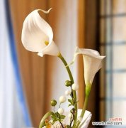 唤醒心灵的黄色之花，馨香满溢的花语 黄色马蹄莲