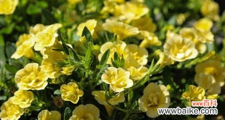 颂扬黄色紫罗兰的纯朴花语 以黄色紫罗兰的花语传递纯朴之美