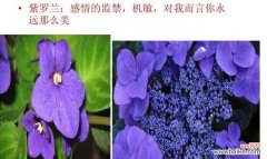 颂扬黄色紫罗兰的纯朴花语 以黄色紫罗兰的花语传递纯朴之美