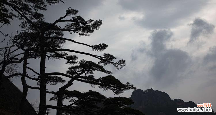 古老坚韧，生生不息 黄山松的象征意义