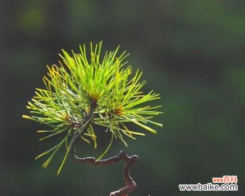 古老坚韧，生生不息 黄山松的象征意义