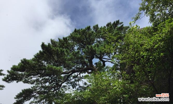 古老坚韧，生生不息 黄山松的象征意义