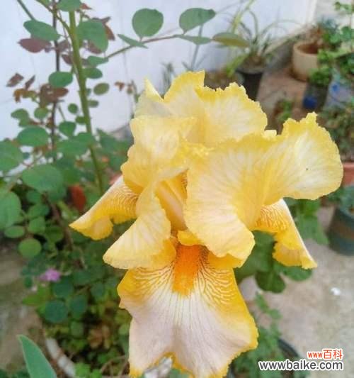 揭秘黄色鸢尾花的神秘内涵与象征意义 黄色鸢尾花花语之美