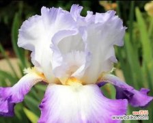 揭秘黄色鸢尾花的神秘内涵与象征意义 黄色鸢尾花花语之美