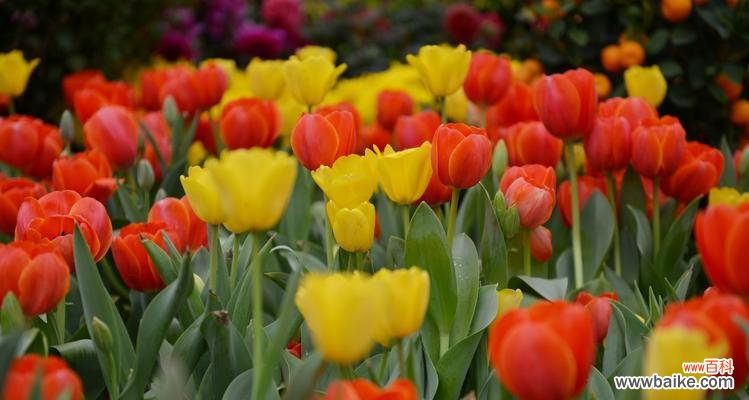 唤醒心灵的明亮使者 黄色郁金香的花语-阳光与希望