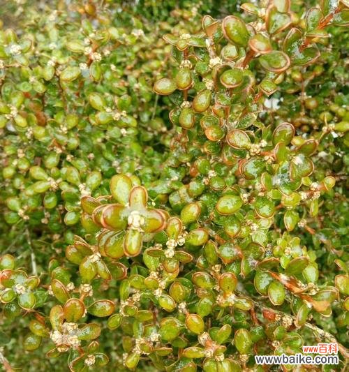 探索黄杨树的象征与内涵 黄杨树的寓意与人生哲学