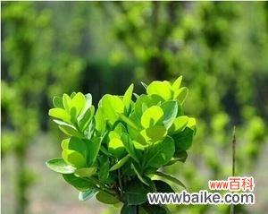 探索黄杨树的象征与内涵 黄杨树的寓意与人生哲学